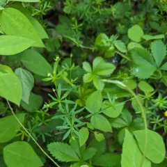 shining bedstraw thumbnail 3