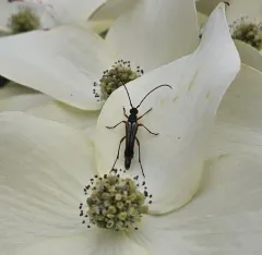 Neobellamira delicata thumbnail 2