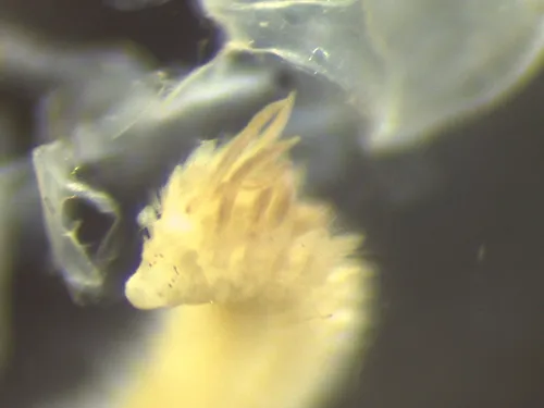 Prionospio multibranchiata