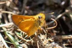 Rural Skipper thumbnail 4