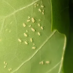 tuliptree aphid thumbnail 3