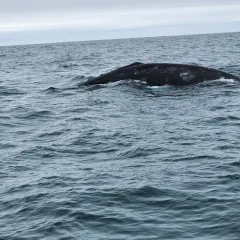 Grey Whale thumbnail 3