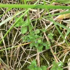 corn speedwell thumbnail 4