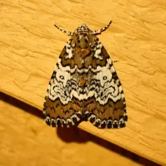 Owl-eyed Bird Dropping Moth thumbnail 4