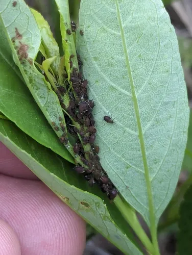 Rusty Plum Aphid