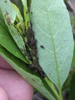 Rusty Plum Aphid thumbnail 1
