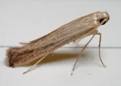 Duospina trichella thumbnail 1