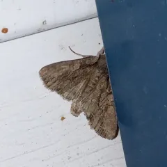 Speckled Cutworm Moth thumbnail 4