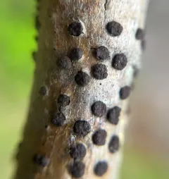 Hazel Woodwart thumbnail 3
