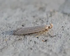 Fernald's Helcystogramma Moth thumbnail 4