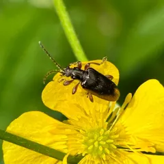 Shoemaker's reed beetle thumbnail 2