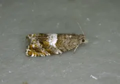 Blueberry Tip Borer Moth thumbnail 3