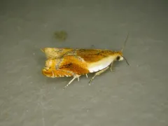 Ancylis fuscociliana thumbnail 3