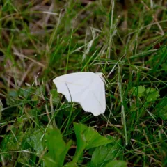 White Slant-line thumbnail 4