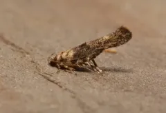 Agnippe biscolorella thumbnail 3