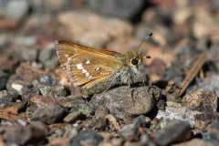 Columbian Skipper thumbnail 3