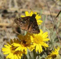 Pacuvius Duskywing thumbnail 1