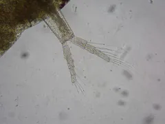Polyphemus pediculus thumbnail 3