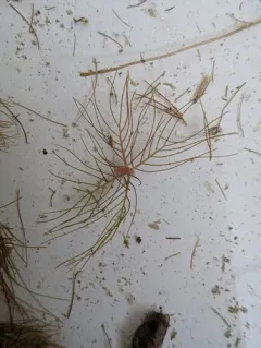 Alternate Water-milfoil thumbnail 2
