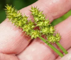 foxtail sedge thumbnail 3