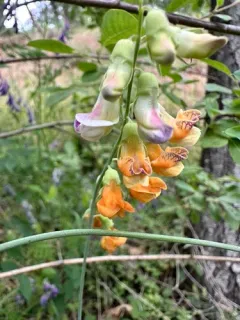 Sulphur pea thumbnail 3
