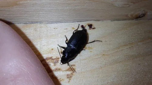 Anisodactylus similis