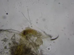 Daphnia mendotae thumbnail 1