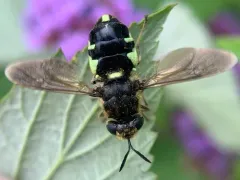 Stratiomys normula thumbnail 3