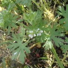 Carolina crane's-bill thumbnail 3