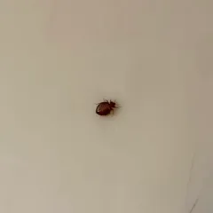 Common Bed Bug thumbnail 4
