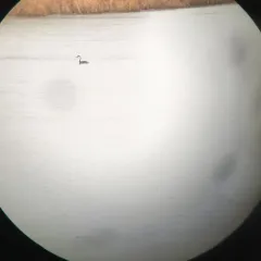 Western Grebe thumbnail 2