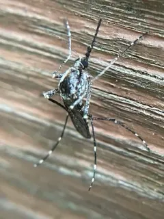 Grossbeck's Speckled Mosquito thumbnail 4