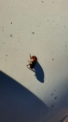 Phaeaphodius rectus thumbnail 3