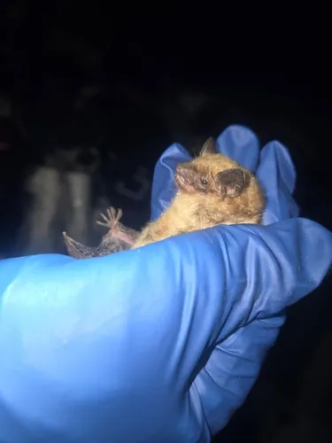 Evening Bat