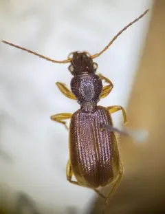 Cymindis pilosa thumbnail 2