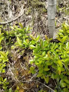 Myrtle-leaf Willow thumbnail 4