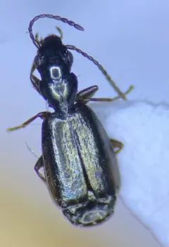 Microlestes linearis thumbnail 3