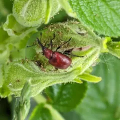 Rose Curculio thumbnail 2