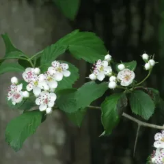 dotted hawthorn thumbnail 4