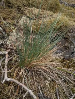 Roemer's Fescue thumbnail 3