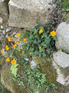 lobed coreopsis thumbnail 2