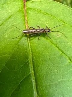 Least Stripetail thumbnail 3