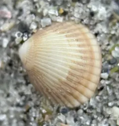 Ribbed Cockle thumbnail 1