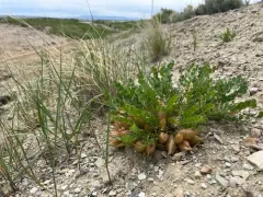 Great Bladdery Milkvetch thumbnail 2
