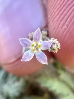 Lott's Aliciella thumbnail 2