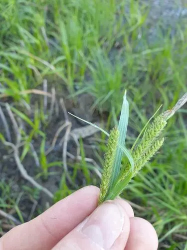 estuary sedge