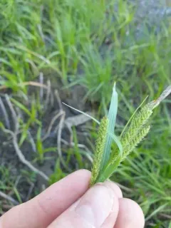 estuary sedge thumbnail 1