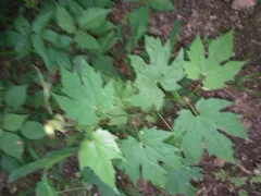 catbird grape thumbnail 1