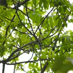 American Redstart thumbnail 3