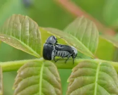 Lord Leaf Beetle thumbnail 3